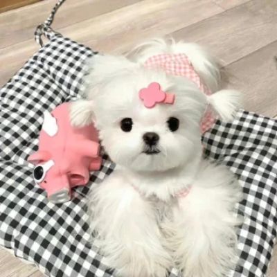 Doo宝呀